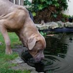 Large dog drinking water from a garden pond in summer