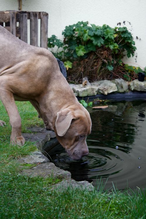 Large dog drinking water from a garden pond in summer