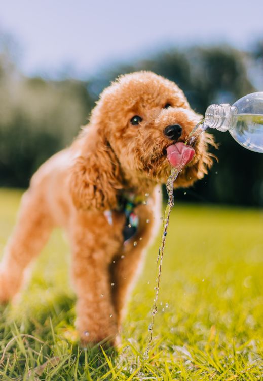 Small poodle drinking water from a bottle in a sunny park