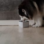 husky eating kibble from a bowl indoors
