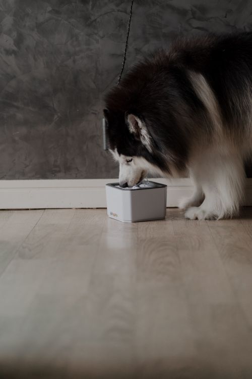 husky eating kibble from a bowl indoors