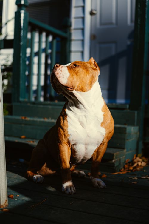 pit bull relaxing on a porch at home