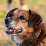 mixed breed rescue dog smiling at the camera