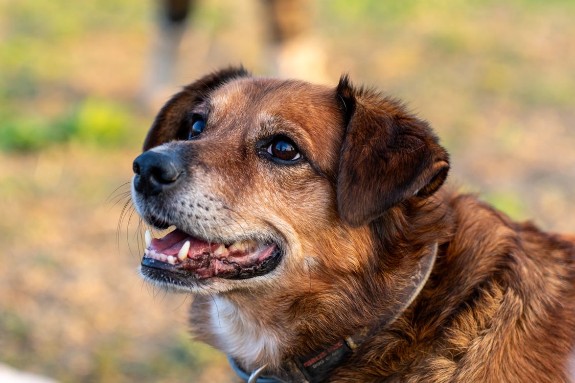 mixed breed rescue dog smiling at the camera