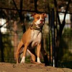 pit bull standing alert outdoors in sunlight