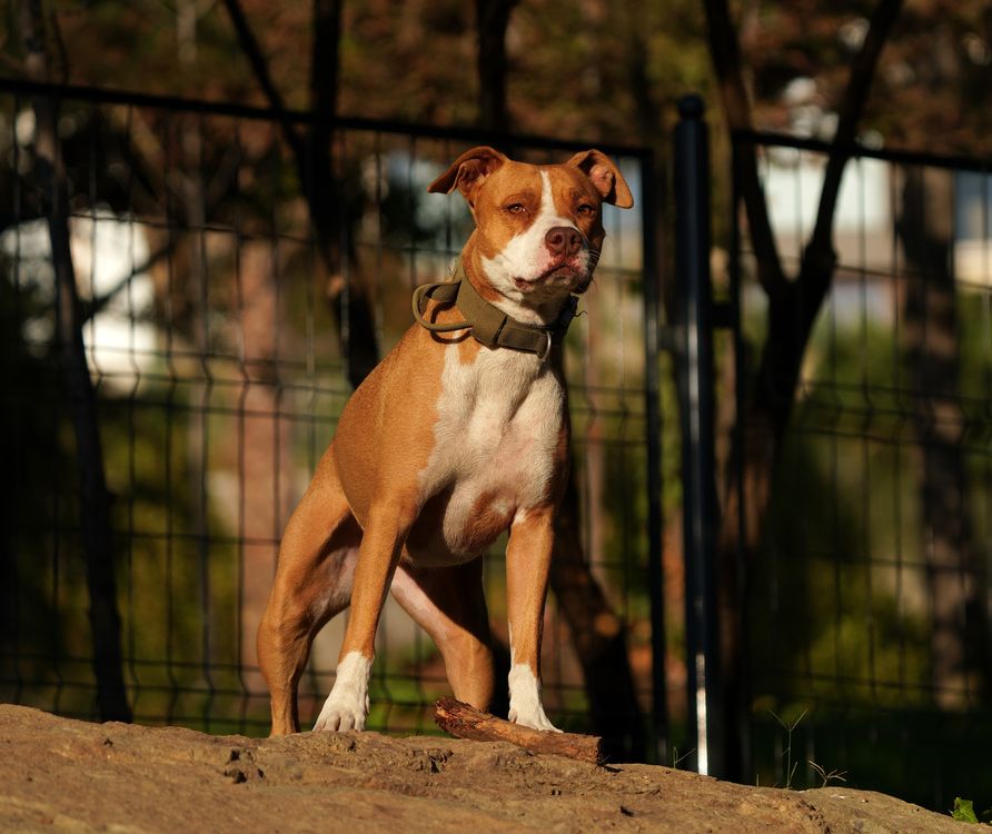pit bull standing alert outdoors in sunlight