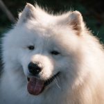 samoyed with fluffy white coat in warm evening light
