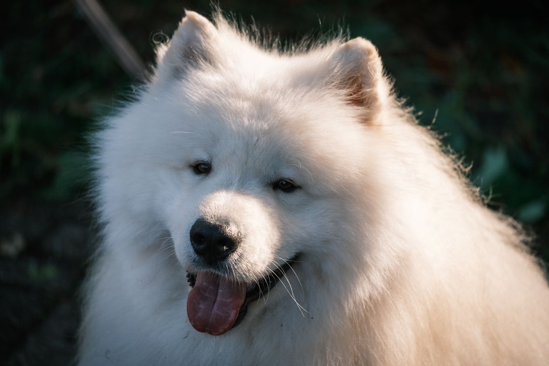 samoyed with fluffy white coat in warm evening light