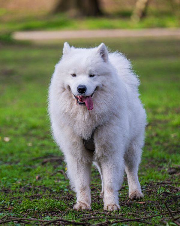 fluffy samoyed enjoying a walk in the park