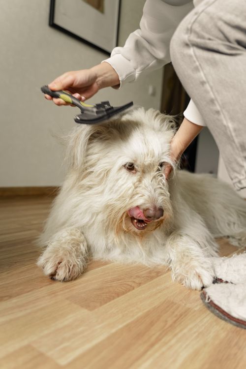fluffy dog being brushed at home during grooming