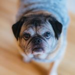 senior pug resting indoors with a calm expression