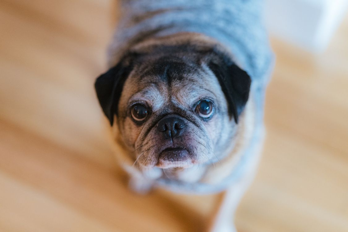 senior pug resting indoors with a calm expression
