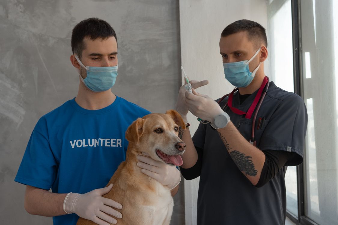 veterinarian listening to a happy dog's heart with a stethoscope