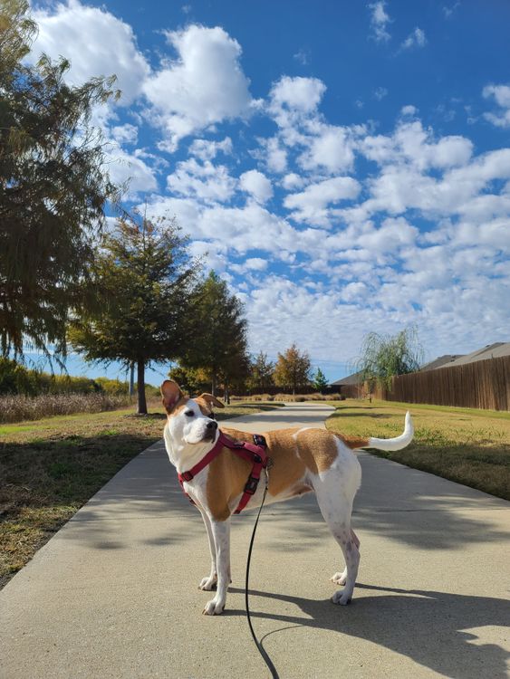Happy dog walking on a loose leash along a sunny path