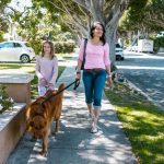 Owner walking a golden retriever on a loose leash down a sunny sidewalk