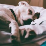 jack russell terrier sleeping peacefully on a white bed