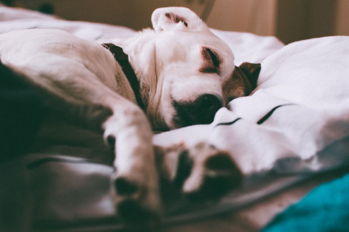 jack russell terrier sleeping peacefully on a white bed