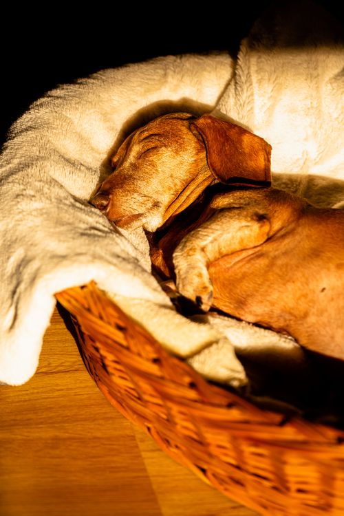 dachshund sleeping curled up in a basket in warm light