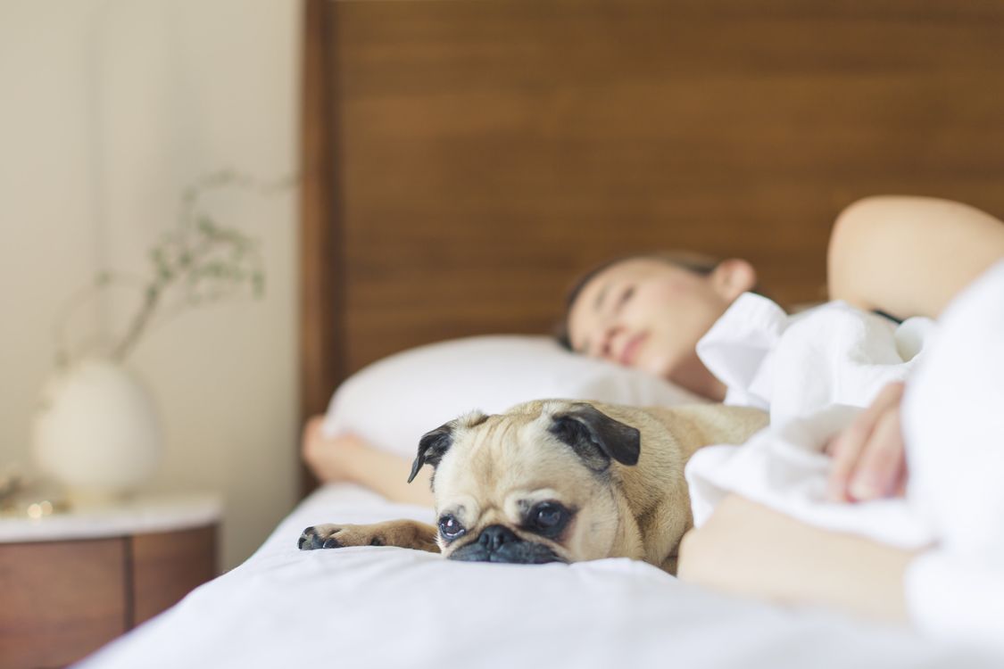 woman relaxing on a bed with her pug