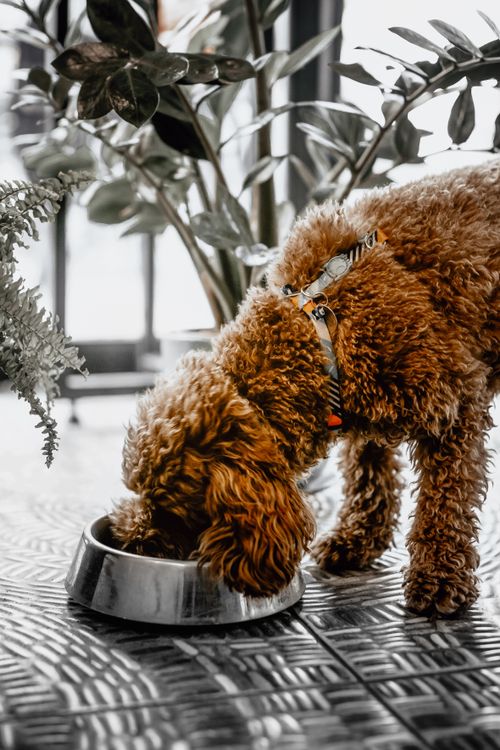 labradoodle eating from a stainless steel bowl