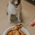 dog waiting beside its food bowl in a kitchen during a pet food recall