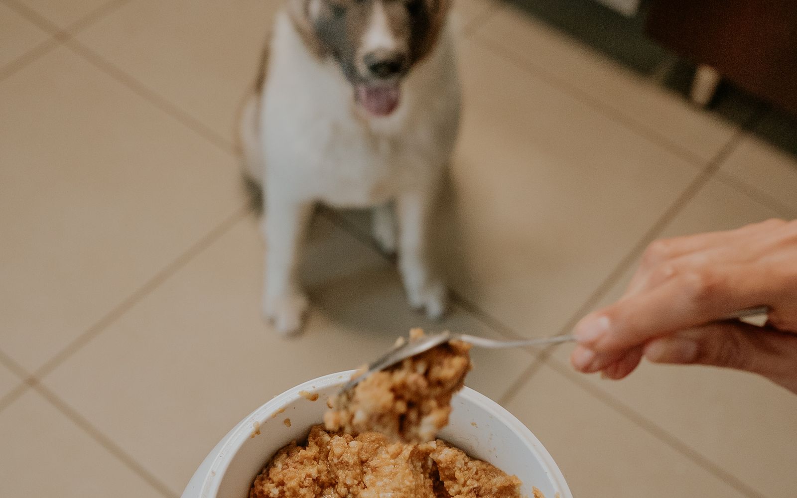 dog waiting beside its food bowl in a kitchen during a pet food recall