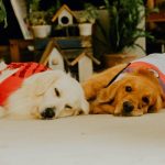 two dogs lying together on the floor