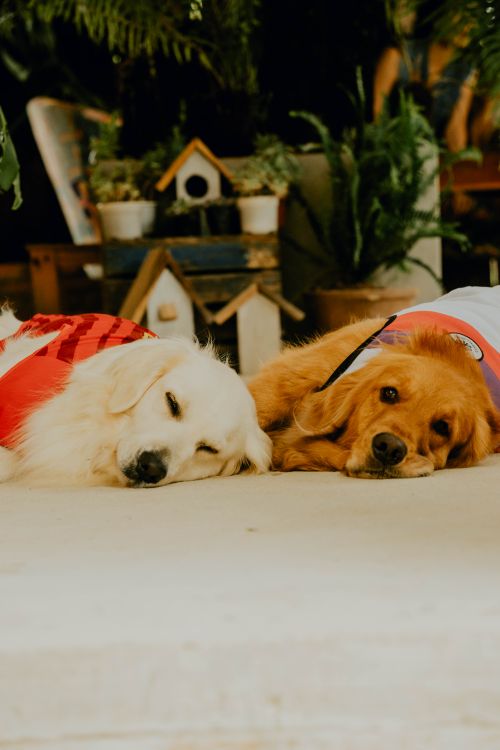two dogs lying together on the floor