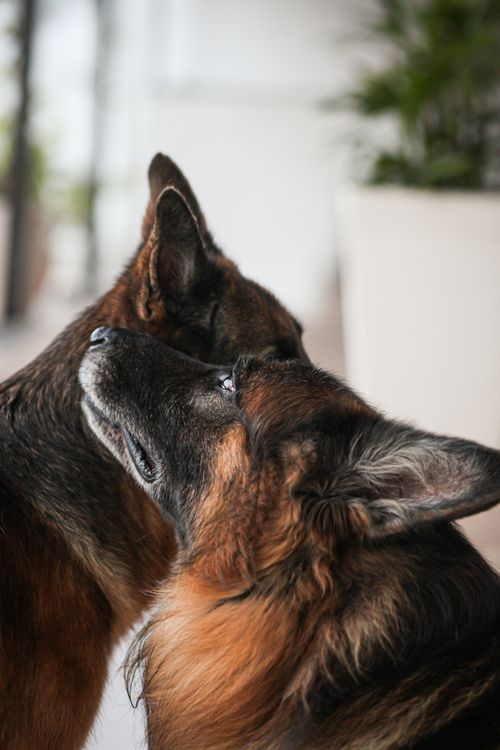 two dogs embracing nose to nose