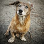 Close-up of a senior dog with a gray muzzle looking up