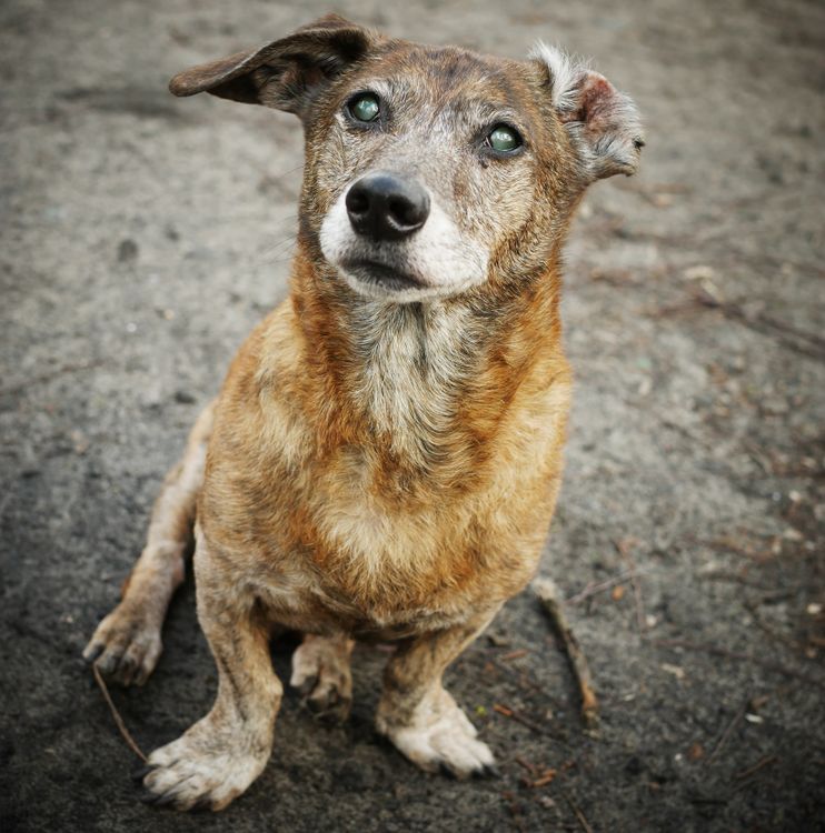 Close-up of a senior dog with a gray muzzle looking up