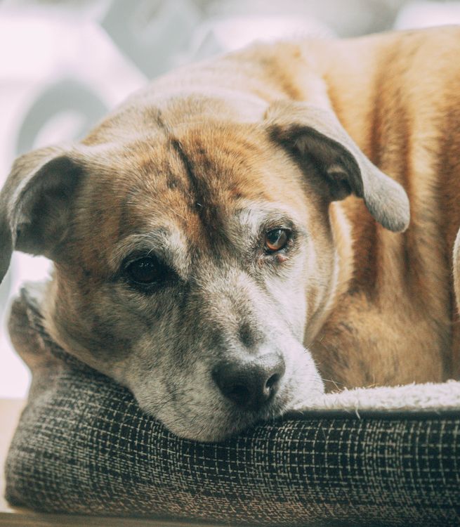 Senior dog resting on a bed at home