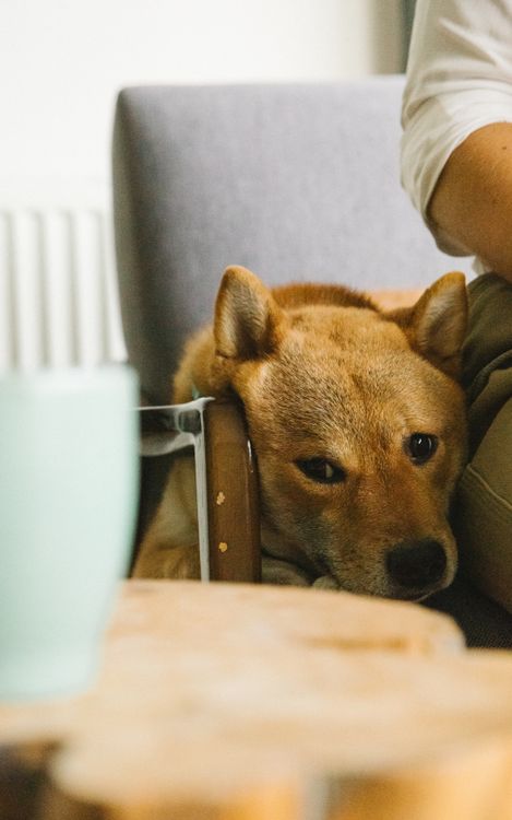 shiba inu making a funny expression on an armchair