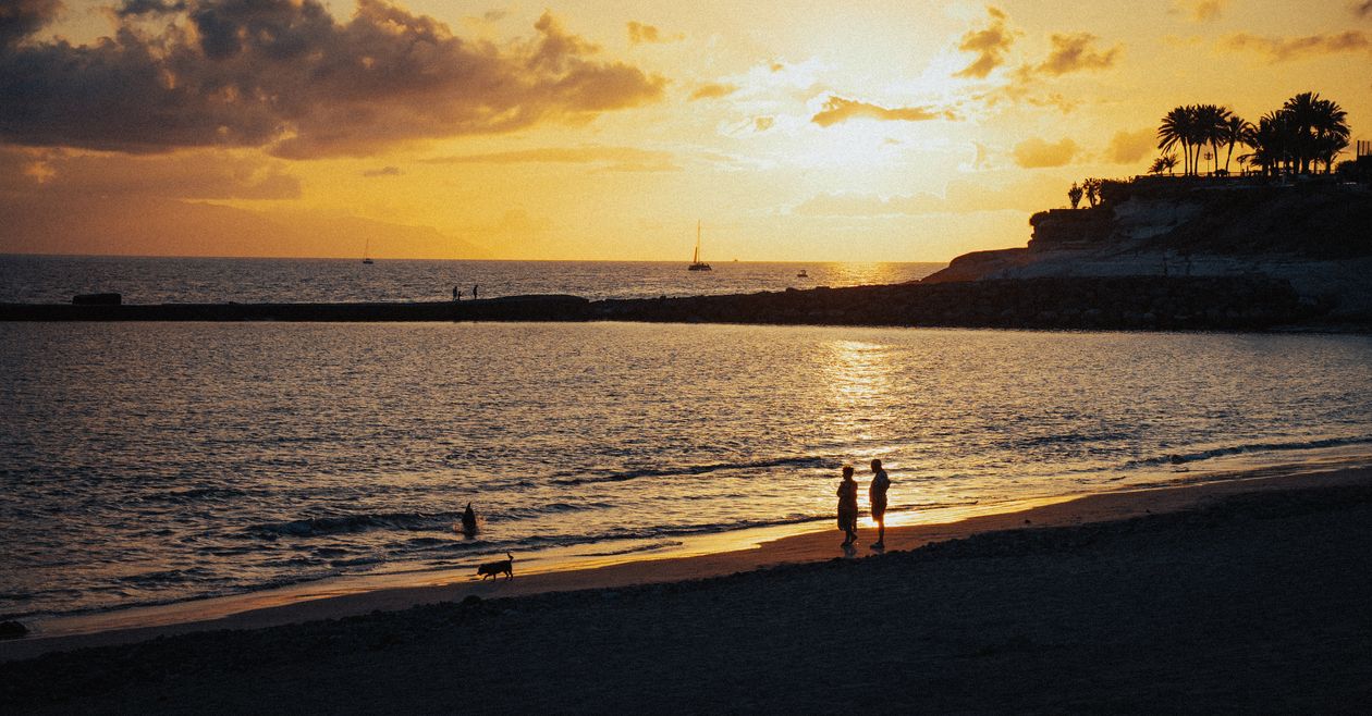 dog standing on the beach with people at sunset