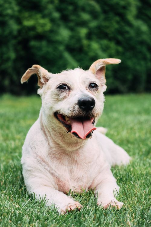 happy dog lying on grass with tongue hanging out