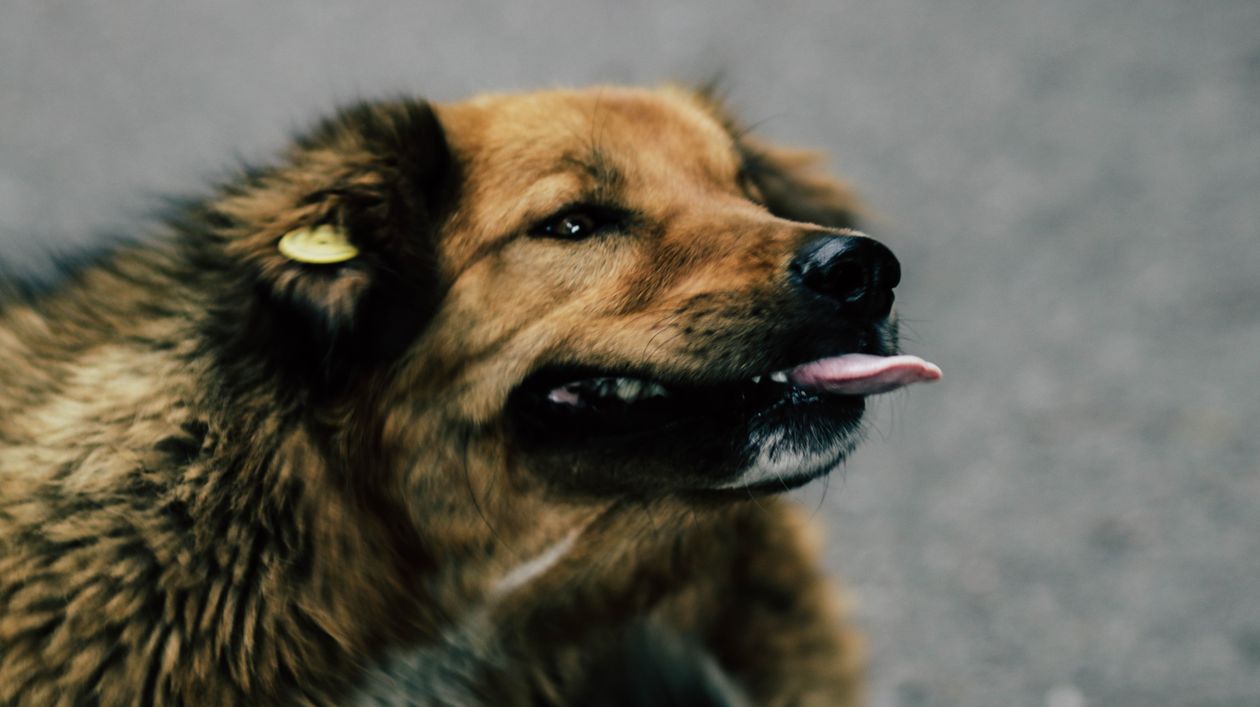 brown mongrel dog with tongue out in the city