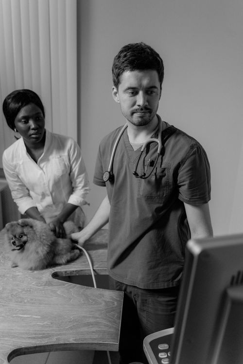 Veterinarian checking a dog with a stethoscope during an exam