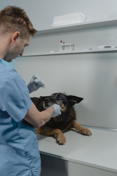 Veterinarian in blue scrubs examining a German shepherd in a clinic