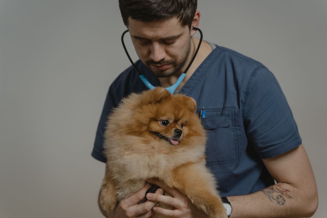 veterinarian using a stethoscope on a pomeranian