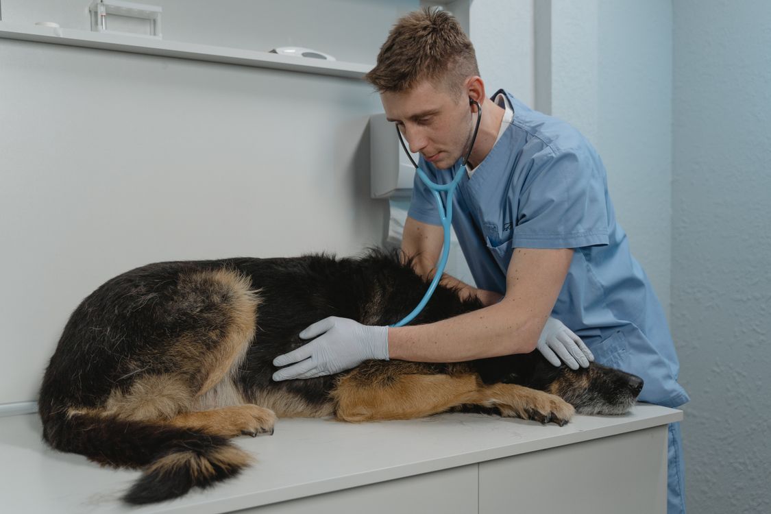 veterinarian listening to a dog's heart with a stethoscope