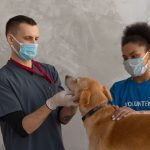 veterinarian giving a dog a checkup at the clinic