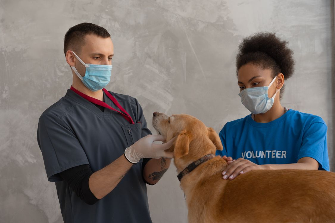 veterinarian giving a dog a checkup at the clinic