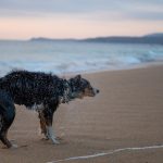 wet dog shaking off water on a sandy beach at sunset