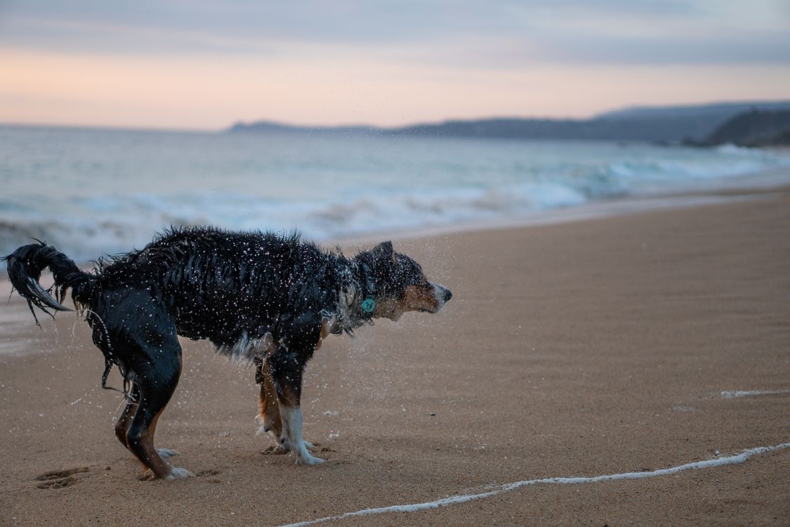 wet dog shaking off water on a sandy beach at sunset