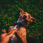 dog lying on grass while a man holds its paw