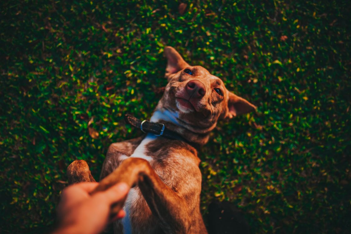 dog lying on grass while a man holds its paw