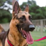 german shepherd service dog on a harness and leash walking outside