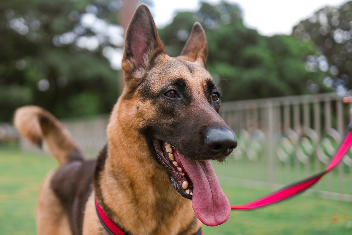 german shepherd service dog on a harness and leash walking outside