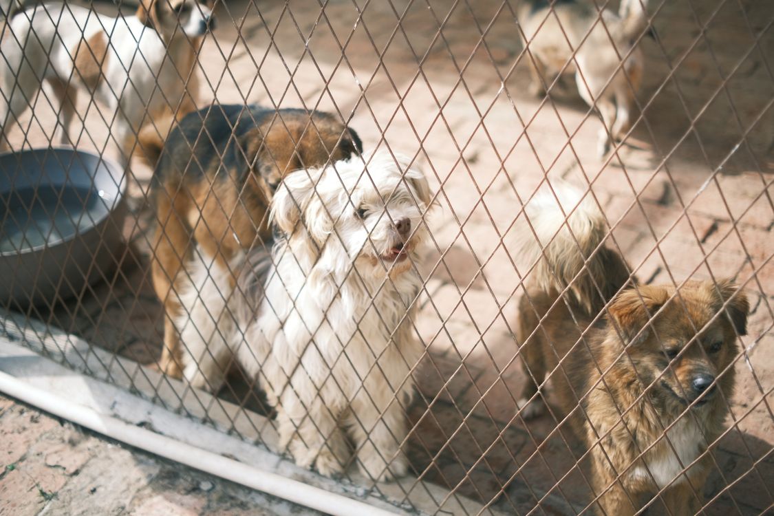 dogs waiting behind a fence at an animal shelter
