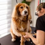 woman trimming a dog's nails in a grooming salon